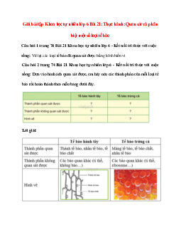 Giải SGK Khoa học tự nhiên 6 Bài 21 (Kết nối tri thức): Thực hành: Quan sát và phân biệt một số loại tế bào