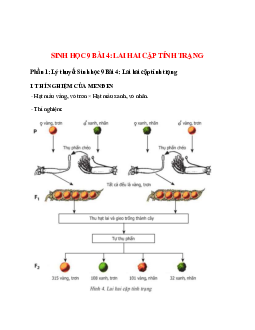 Lý thuyết Sinh học 9 Bài 4 (mới 2023 + 31 câu trắc nghiệm): Lai hai cặp tính trạng