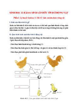 Lý thuyết Sinh học 11 Bài 45 (mới 2023 + 23 câu trắc nghiệm): Sinh sản hữu tính ở động vật