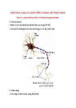 Lý thuyết Sinh học 8 Bài 43 (mới 2023 + 10 câu trắc nghiệm): Giới thiệu chung hệ thần kinh