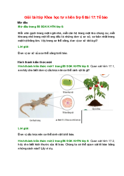 Giải SGK Khoa học tự nhiên lớp 6 Bài 17 (Chân trời sáng tạo): Tế bào