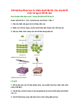 Quan sát hình 20.1, 20.2 và trả lời các câu hỏi từ 1 đến 3