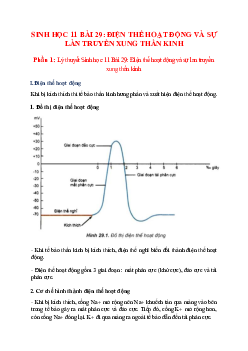 Lý thuyết Sinh học 11 Bài 29 (mới 2023 + 33 câu trắc nghiệm): Điện thế hoạt động và sự lan truyền xung thần kinh