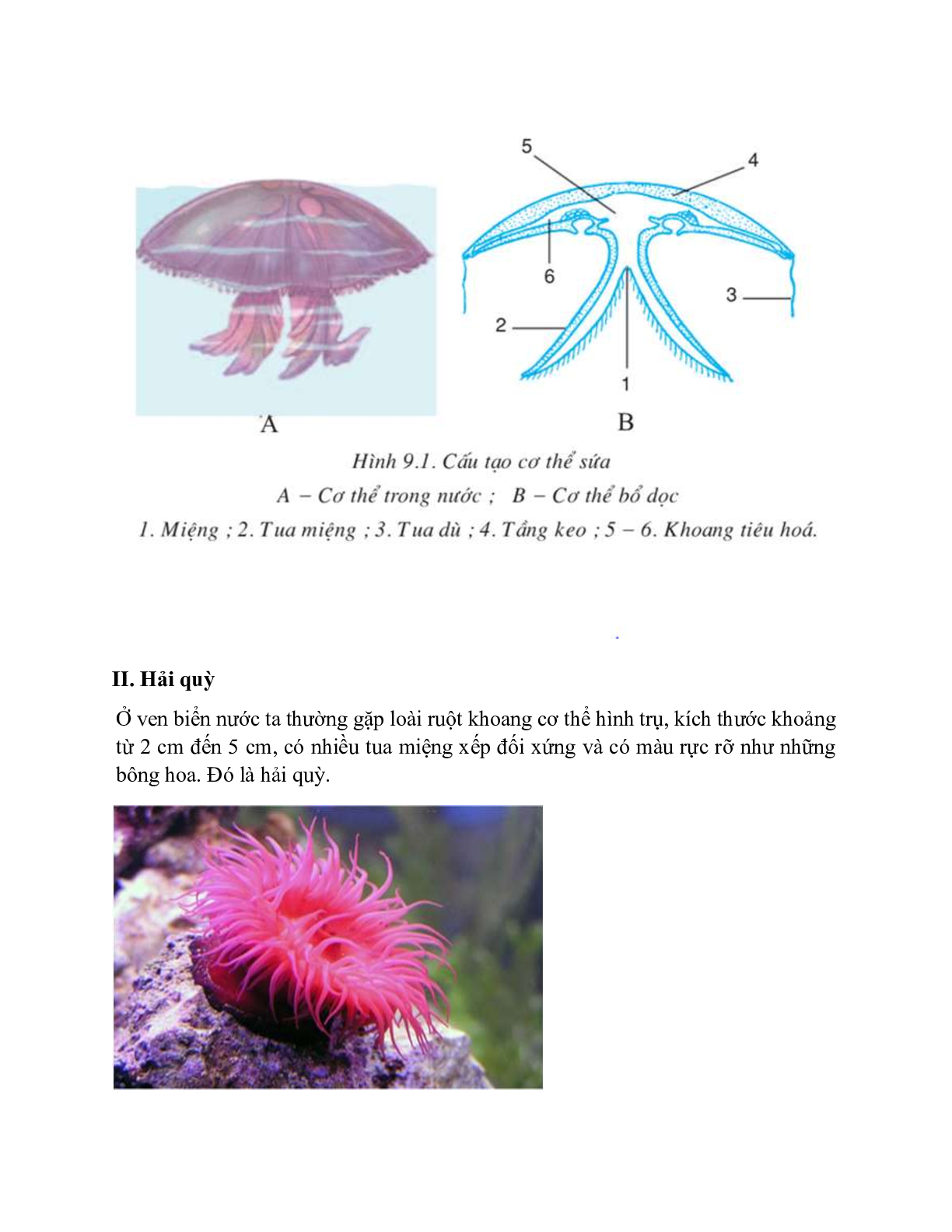 Sinh học 7 Bài 9 (Lý thuyết và trắc nghiệm): Đa dạng của ngành Ruột khoang (trang 3)