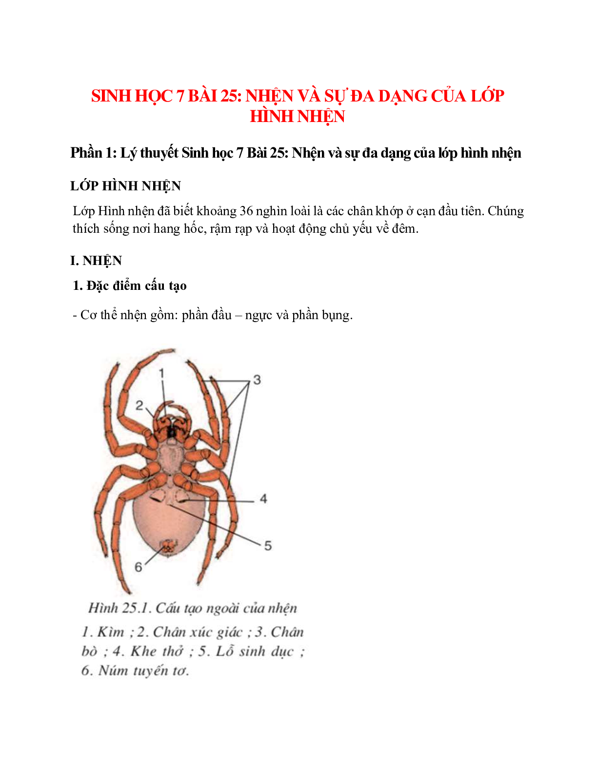 Sinh học 7 Bài 25 (Lý thuyết và trắc nghiệm): Nhện và sự đa dạng của lớp hình nhện (trang 1)