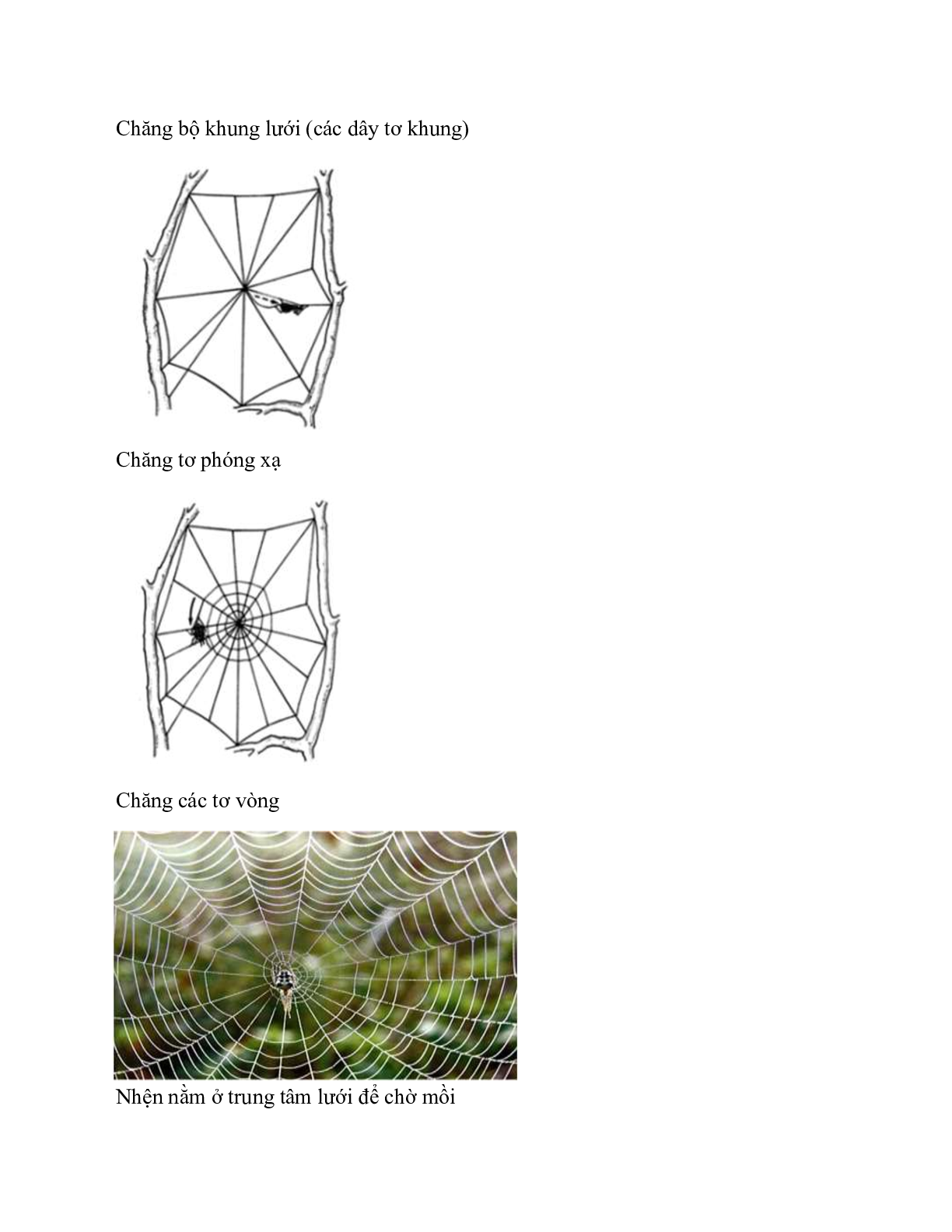 Sinh học 7 Bài 25 (Lý thuyết và trắc nghiệm): Nhện và sự đa dạng của lớp hình nhện (trang 3)