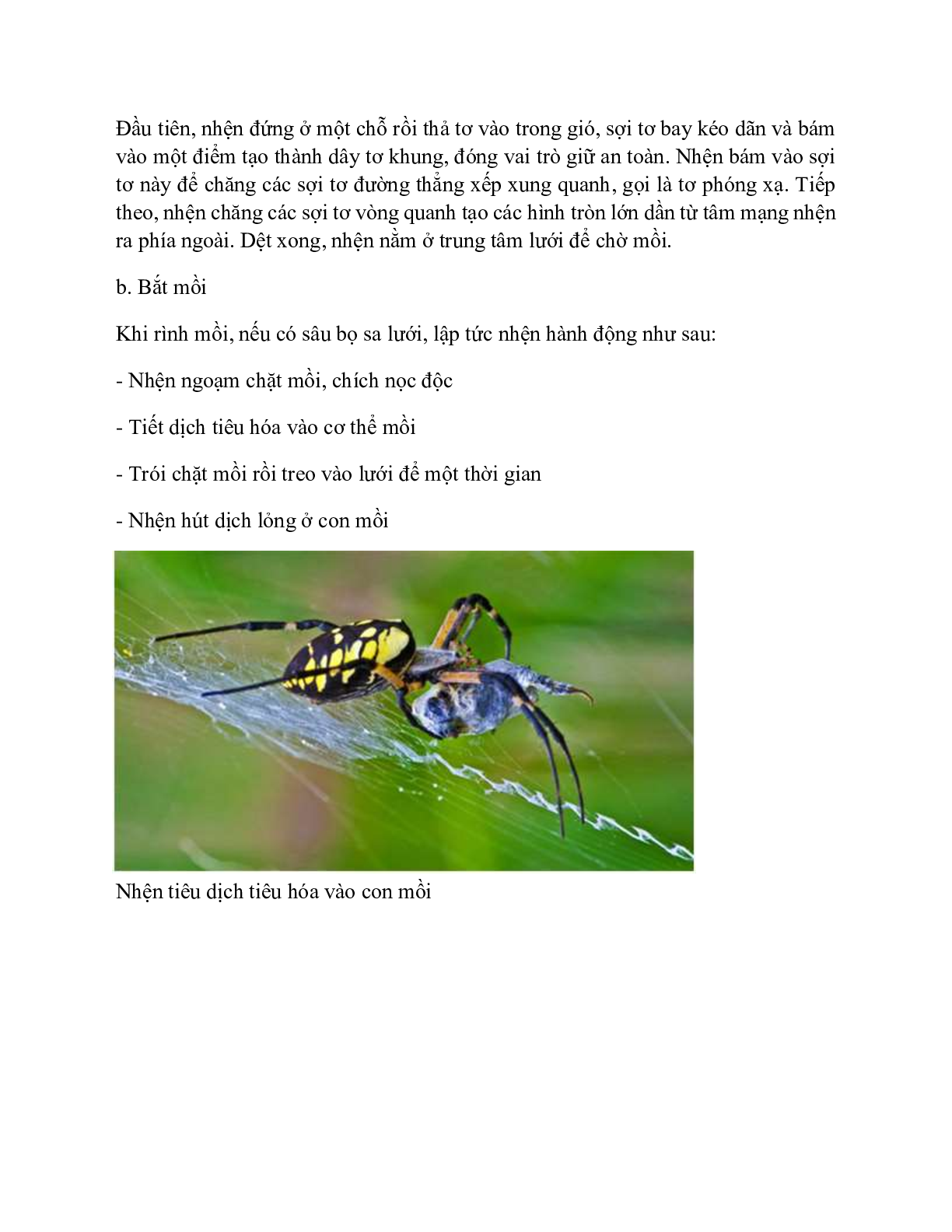 Sinh học 7 Bài 25 (Lý thuyết và trắc nghiệm): Nhện và sự đa dạng của lớp hình nhện (trang 4)
