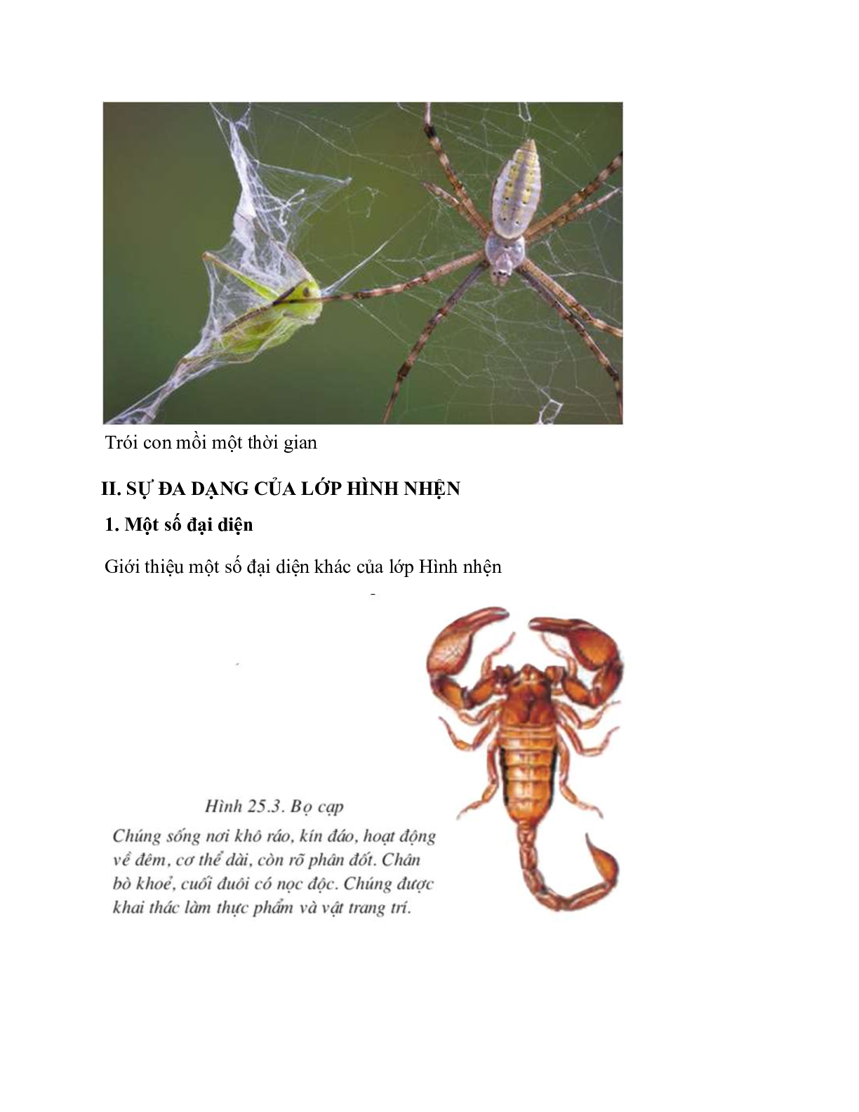 Sinh học 7 Bài 25 (Lý thuyết và trắc nghiệm): Nhện và sự đa dạng của lớp hình nhện (trang 5)