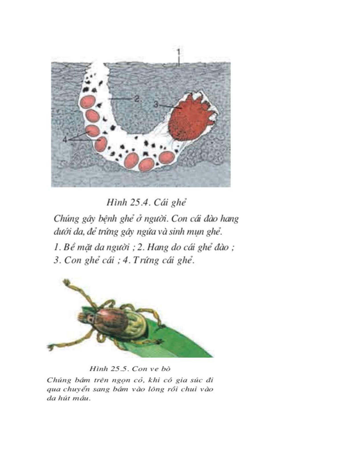 Sinh học 7 Bài 25 (Lý thuyết và trắc nghiệm): Nhện và sự đa dạng của lớp hình nhện (trang 6)