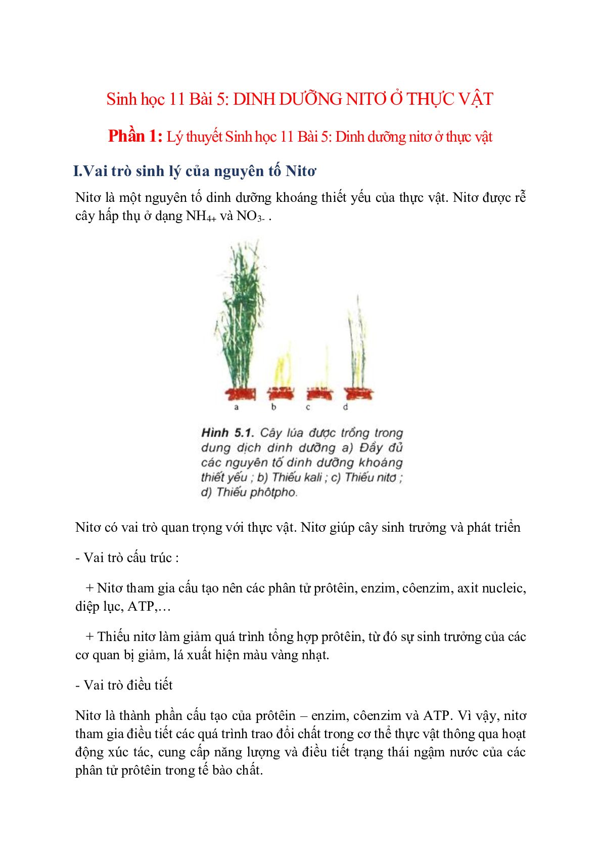 Sinh học 11 Bài 5: Dinh dưỡng nitơ ở thực vật (trang 1)