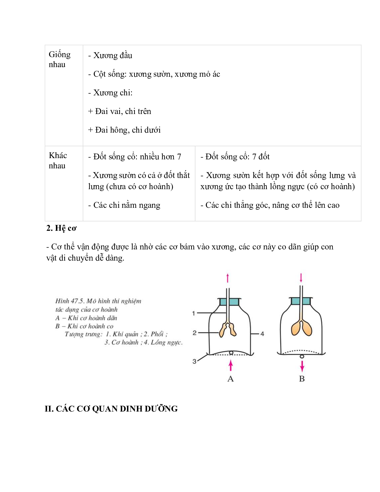 Sinh học 7 Bài 47 (Lý thuyết và trắc nghiệm): Cấu tạo trong của thỏ (trang 2)