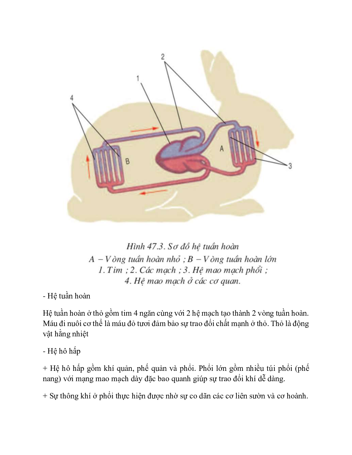 Sinh học 7 Bài 47 (Lý thuyết và trắc nghiệm): Cấu tạo trong của thỏ (trang 5)