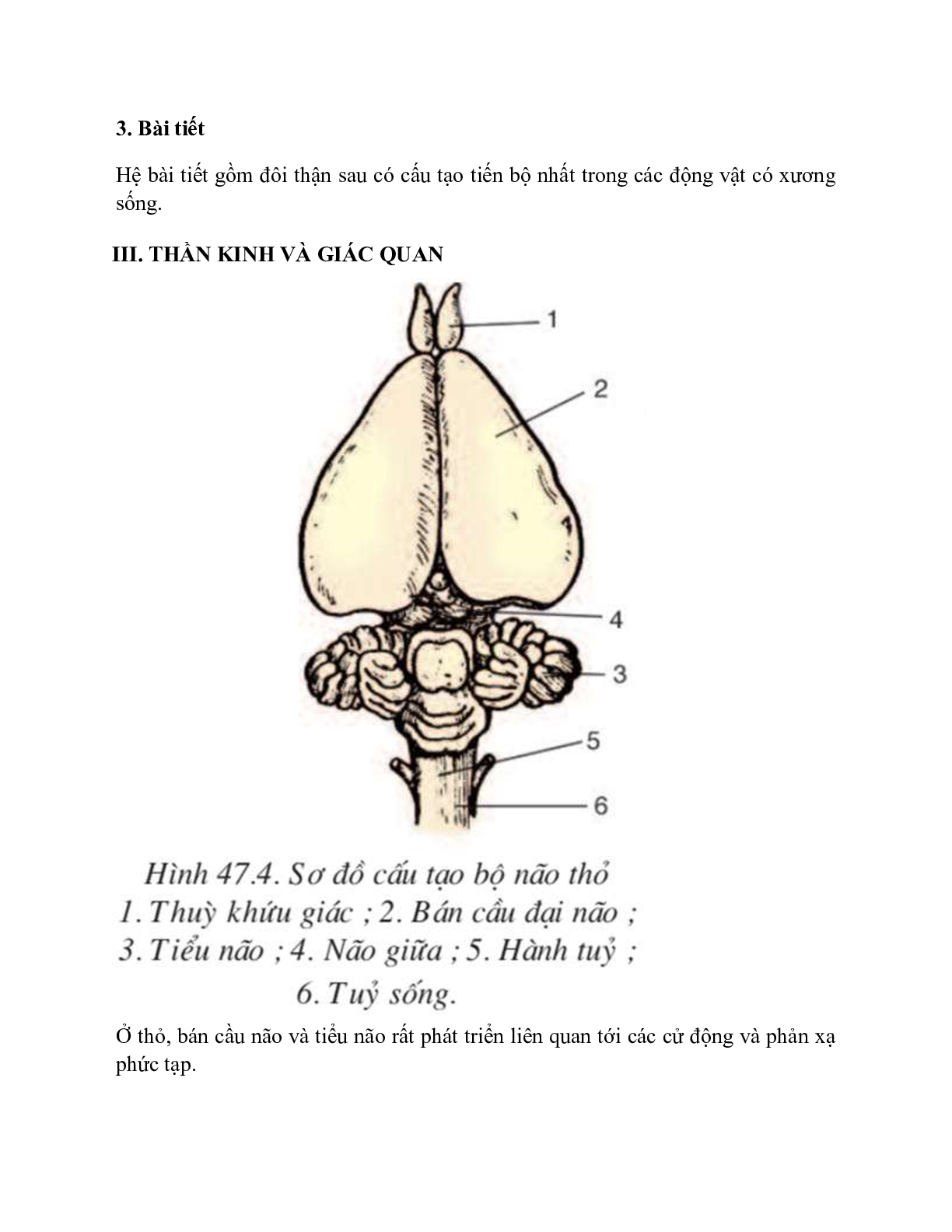 Sinh học 7 Bài 47 (Lý thuyết và trắc nghiệm): Cấu tạo trong của thỏ (trang 6)