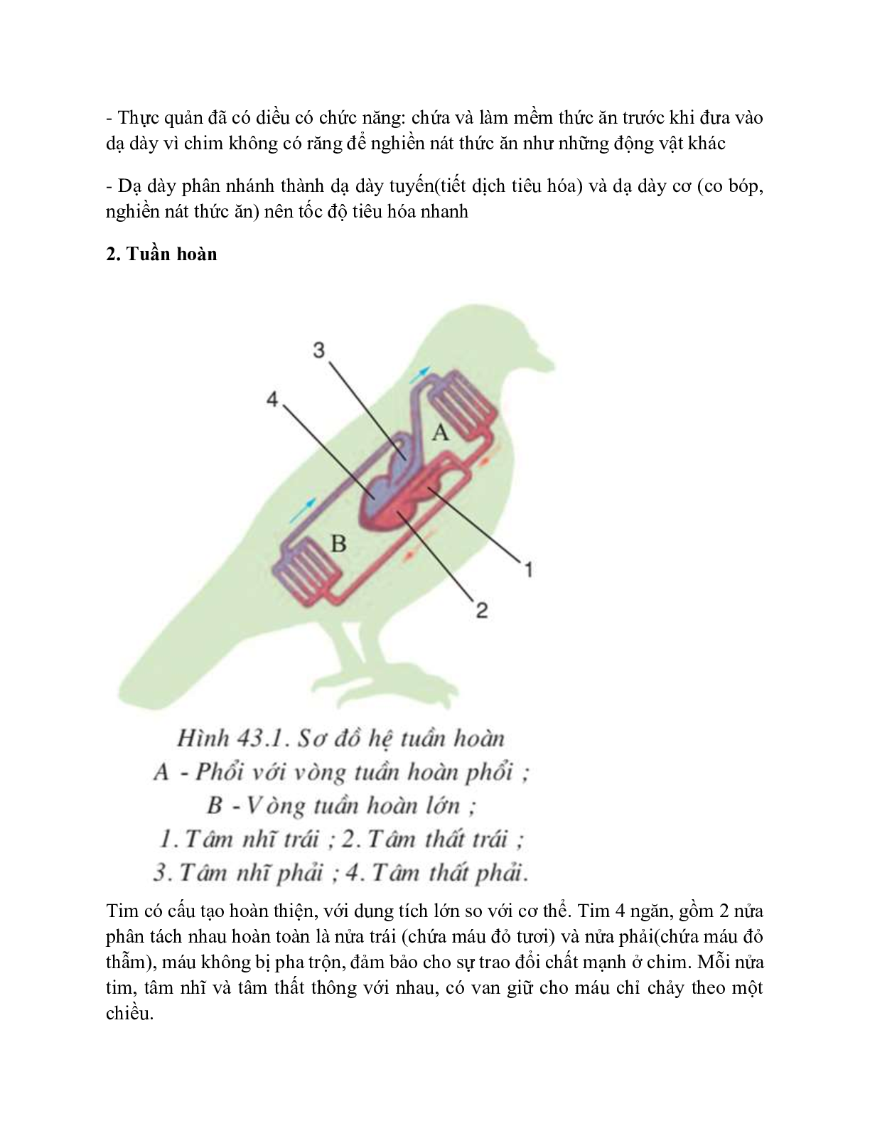 Sinh học 7 Bài 43 (Lý thuyết và trắc nghiệm): Cấu tạo trong của chim bồ câu (trang 2)