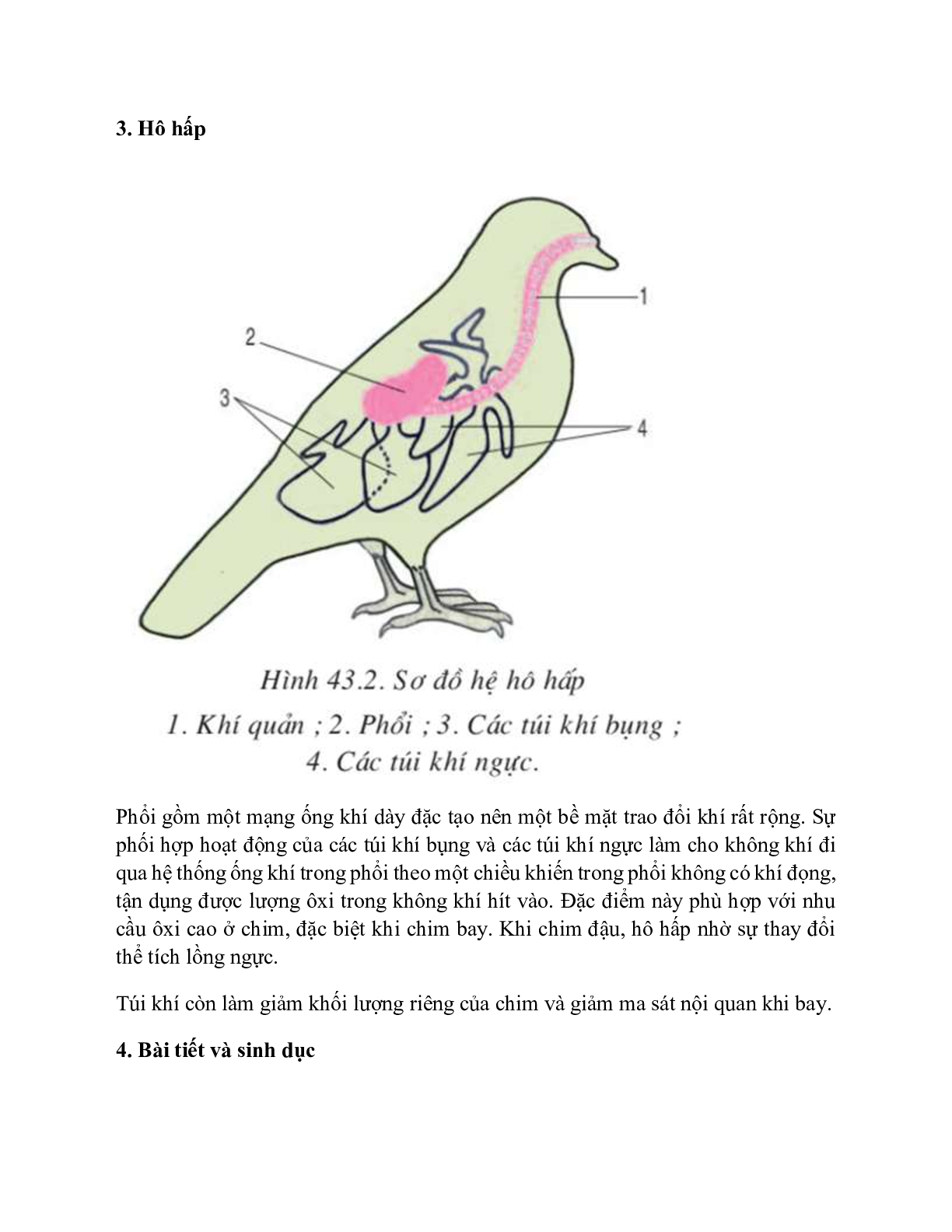 Sinh học 7 Bài 43 (Lý thuyết và trắc nghiệm): Cấu tạo trong của chim bồ câu (trang 3)