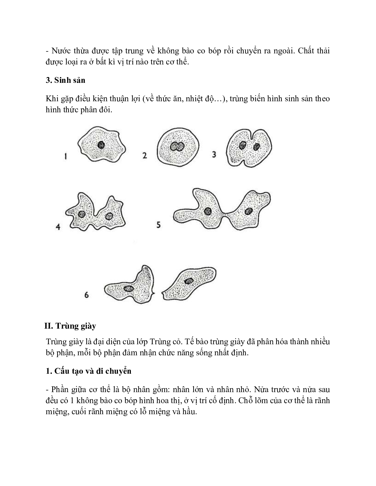Sinh học 7 Bài 5 (Lý thuyết và trắc nghiệm): Trùng biến hình và trùng giày (trang 4)