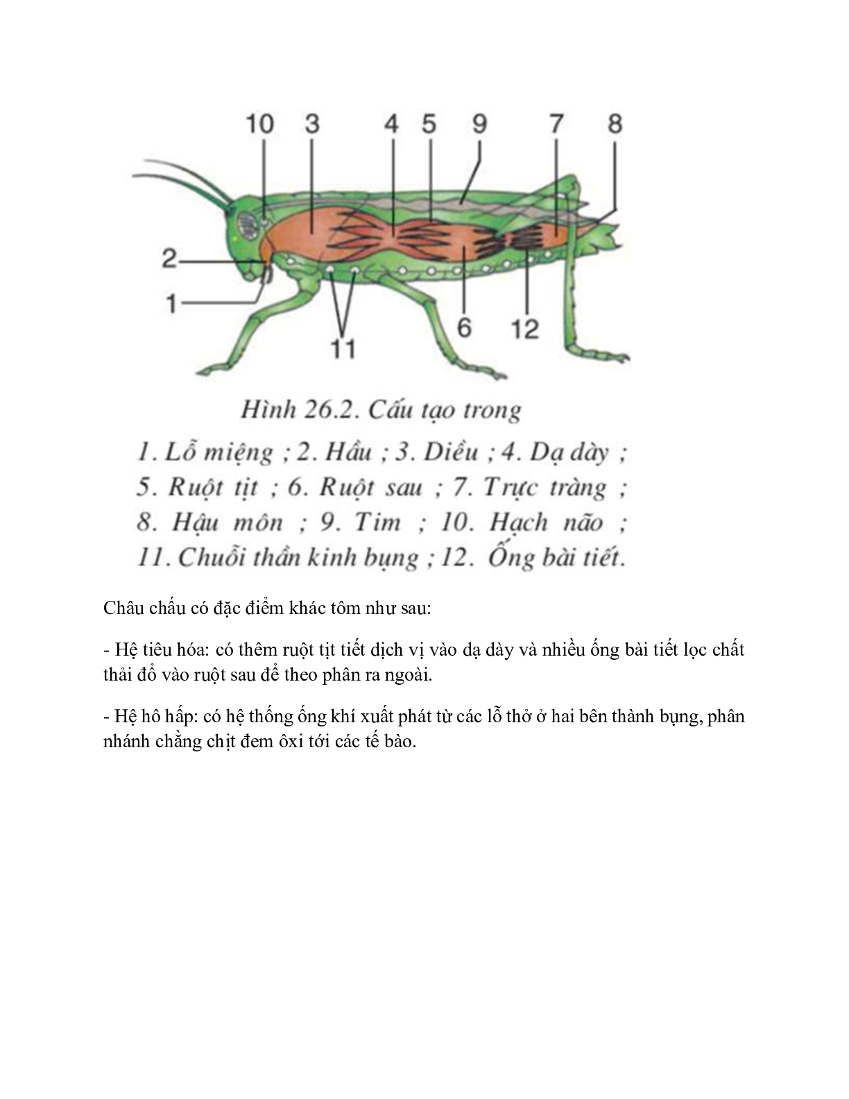 Sinh học 7 Bài 26 (Lý thuyết và trắc nghiệm): Châu chấu (trang 3)