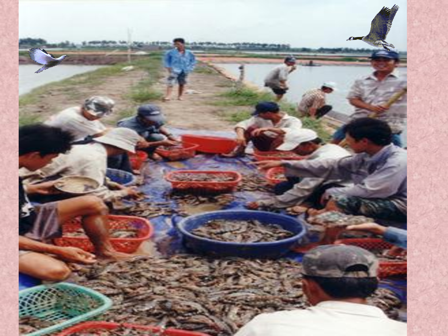 Bài giảng Công nghệ 6 Tiết 62: Thu nhập gia đình (trang 7)