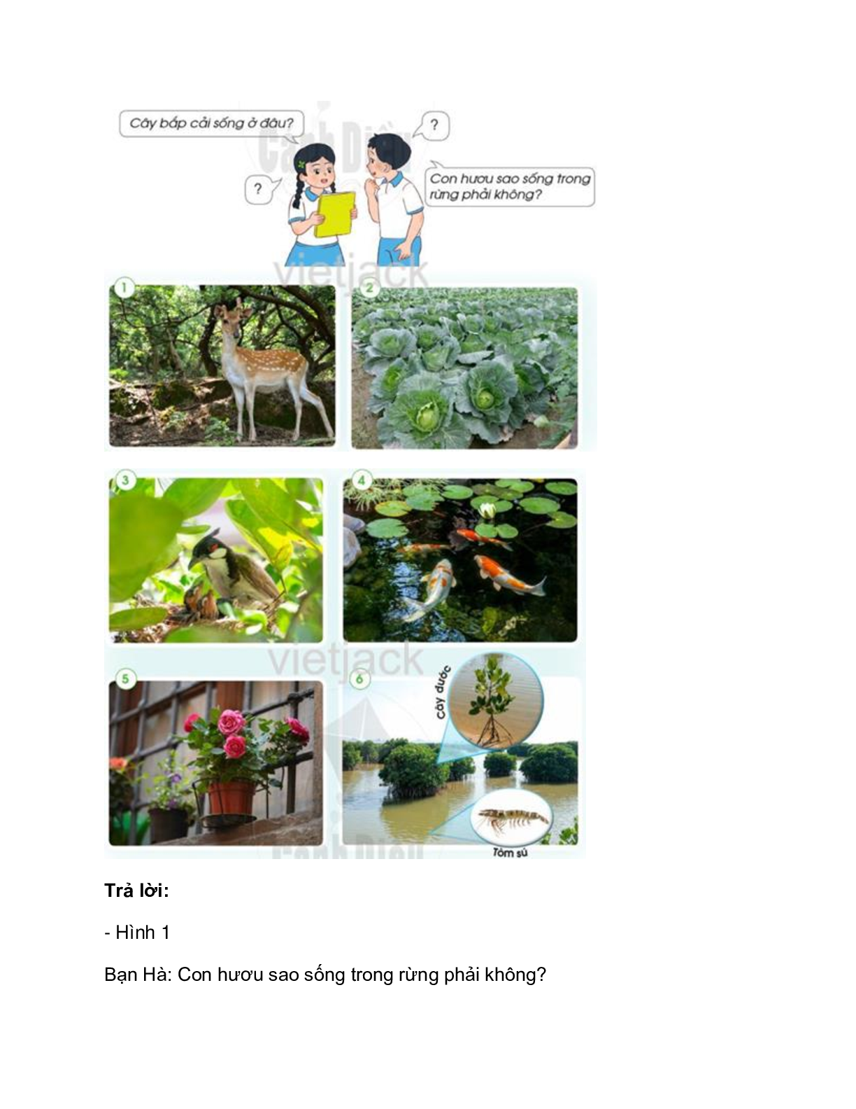 Giải SGK Tự nhiên và Xã hội lớp 2 trang 62, 63, 64, 65, 66, 67 Bài 11: Môi trường sống của thực vật và động vật – Cánh diều (trang 2)
