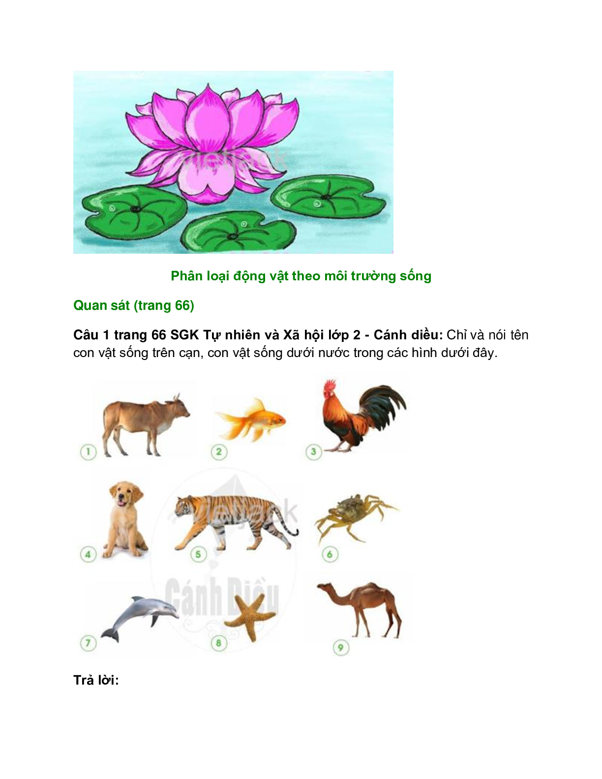 Giải SGK Tự nhiên và Xã hội lớp 2 trang 62, 63, 64, 65, 66, 67 Bài 11: Môi trường sống của thực vật và động vật – Cánh diều (trang 8)