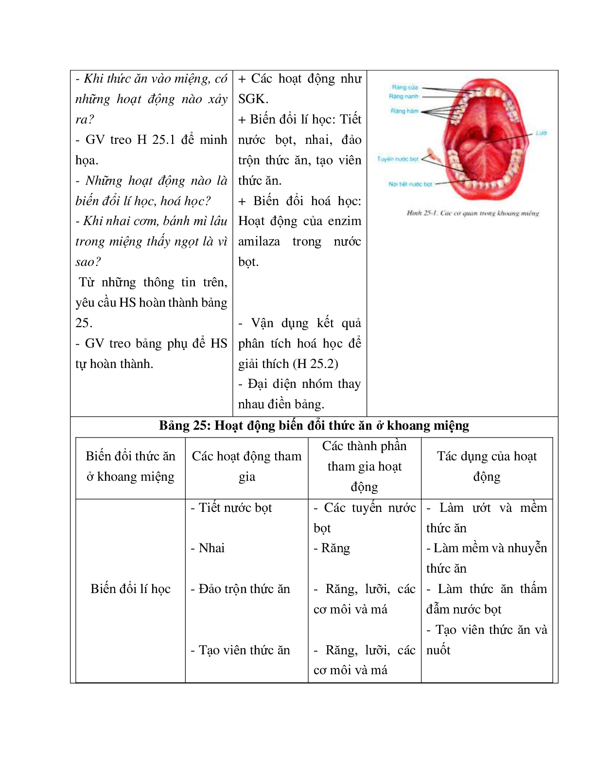 Giáo án Sinh học 8 Bài 25: Tiêu hóa ở khoang miệng mới nhất - CV5512 (trang 3)
