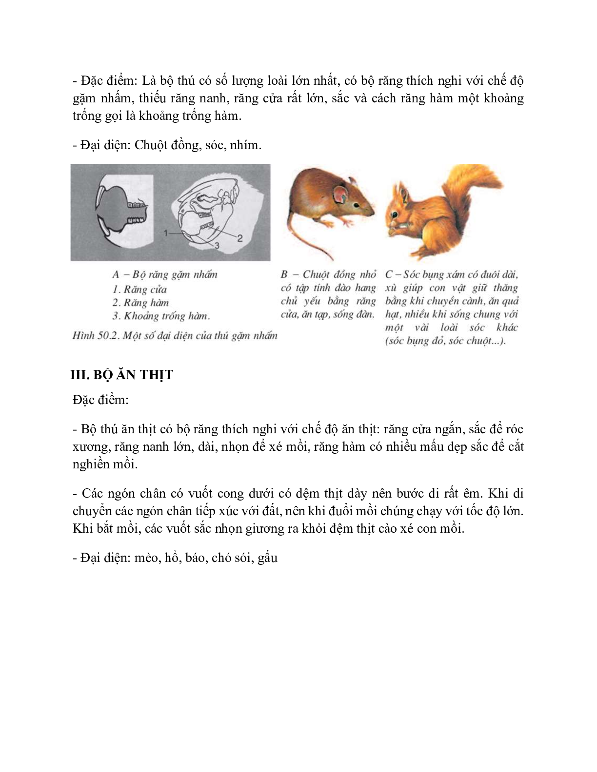 Sinh học 7 Bài 50 (Lý thuyết và trắc nghiệm): Đa dạng của lớp thú bộ ăn sâu bọ, bộ gặm nhấm, bộ ăn thịt (trang 2)