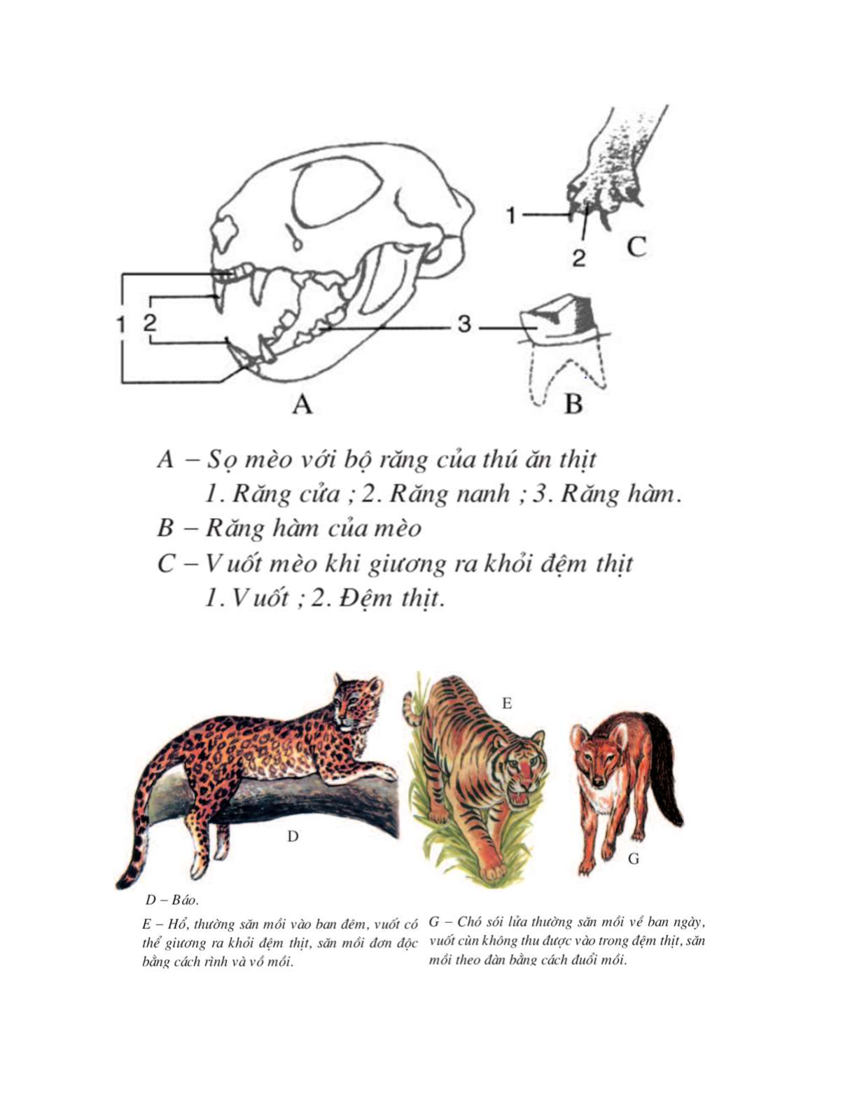 Sinh học 7 Bài 50 (Lý thuyết và trắc nghiệm): Đa dạng của lớp thú bộ ăn sâu bọ, bộ gặm nhấm, bộ ăn thịt (trang 3)