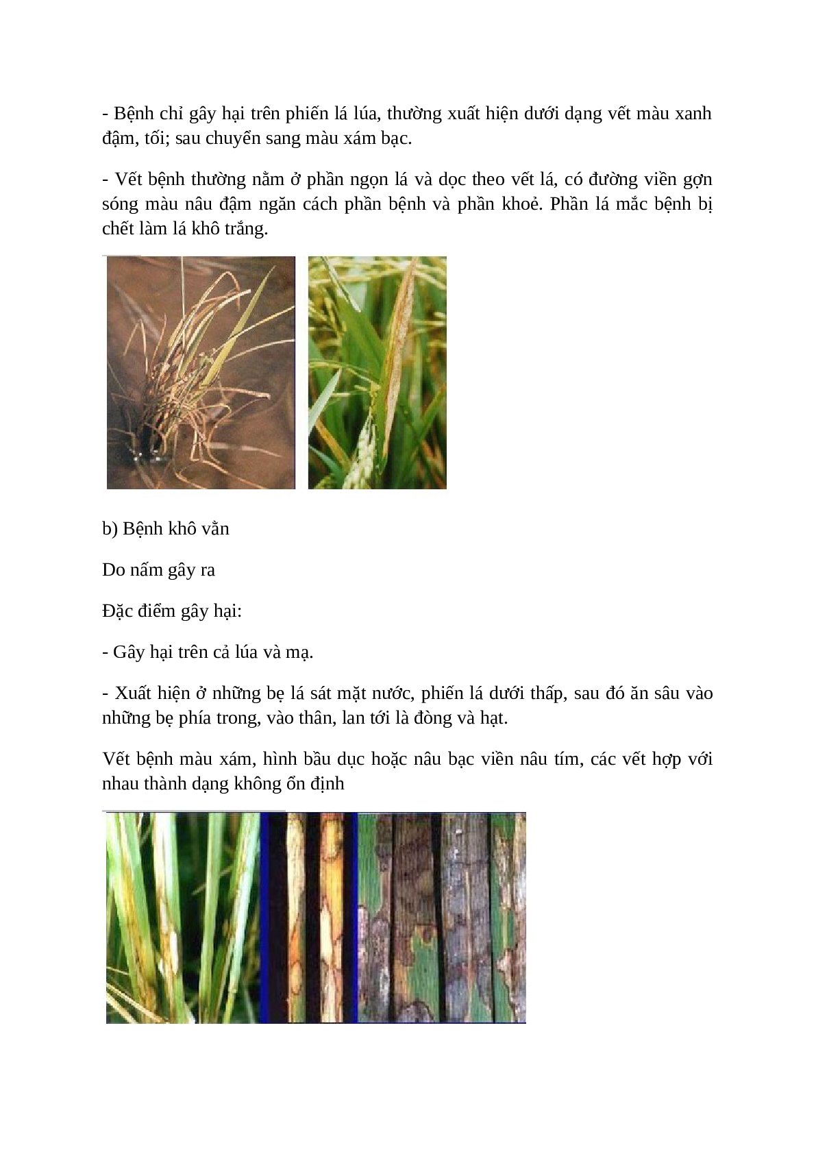 Công nghệ 10 Bài 16 (Lý thuyết và trắc nghiệm): Thực hành: Nhận biết một số loại sâu, bệnh hại lúa (trang 4)