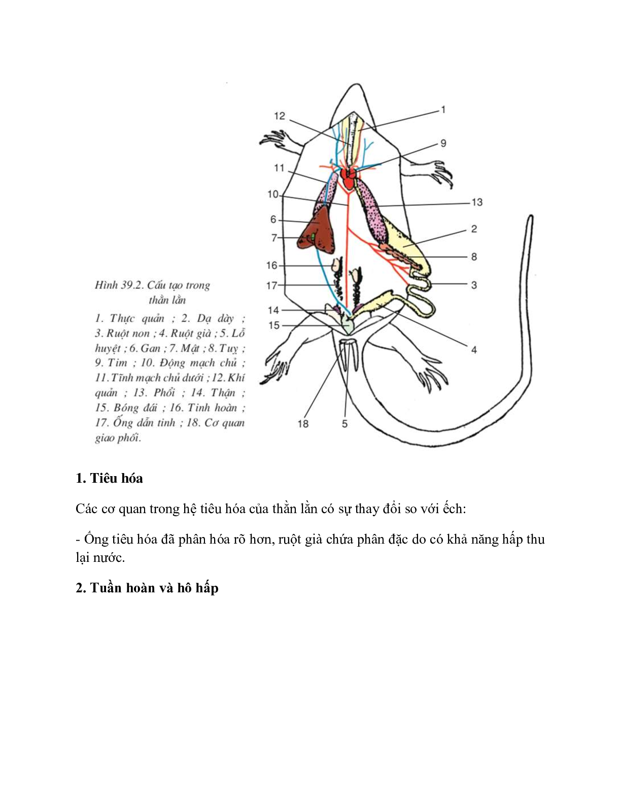 Sinh học 7 Bài 39 (Lý thuyết và trắc nghiệm): Cấu tạo trong của thằn lằn (trang 2)