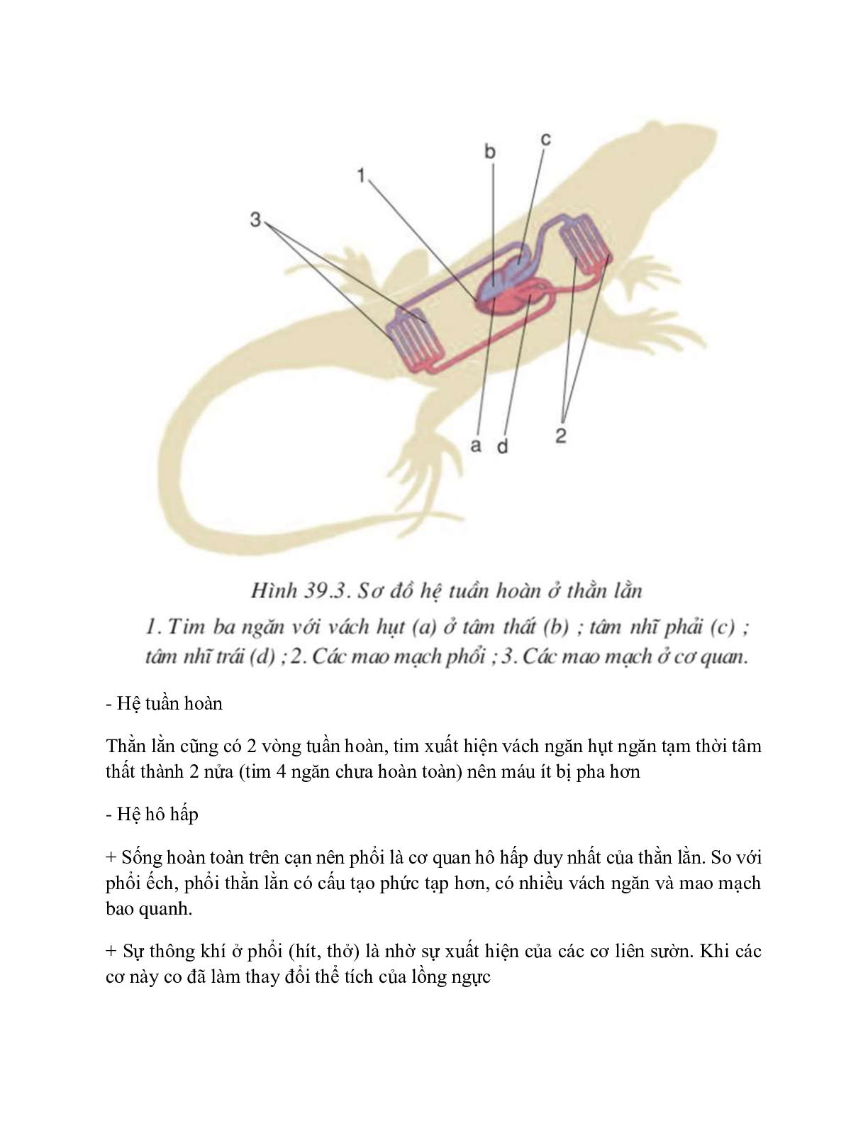 Sinh học 7 Bài 39 (Lý thuyết và trắc nghiệm): Cấu tạo trong của thằn lằn (trang 3)