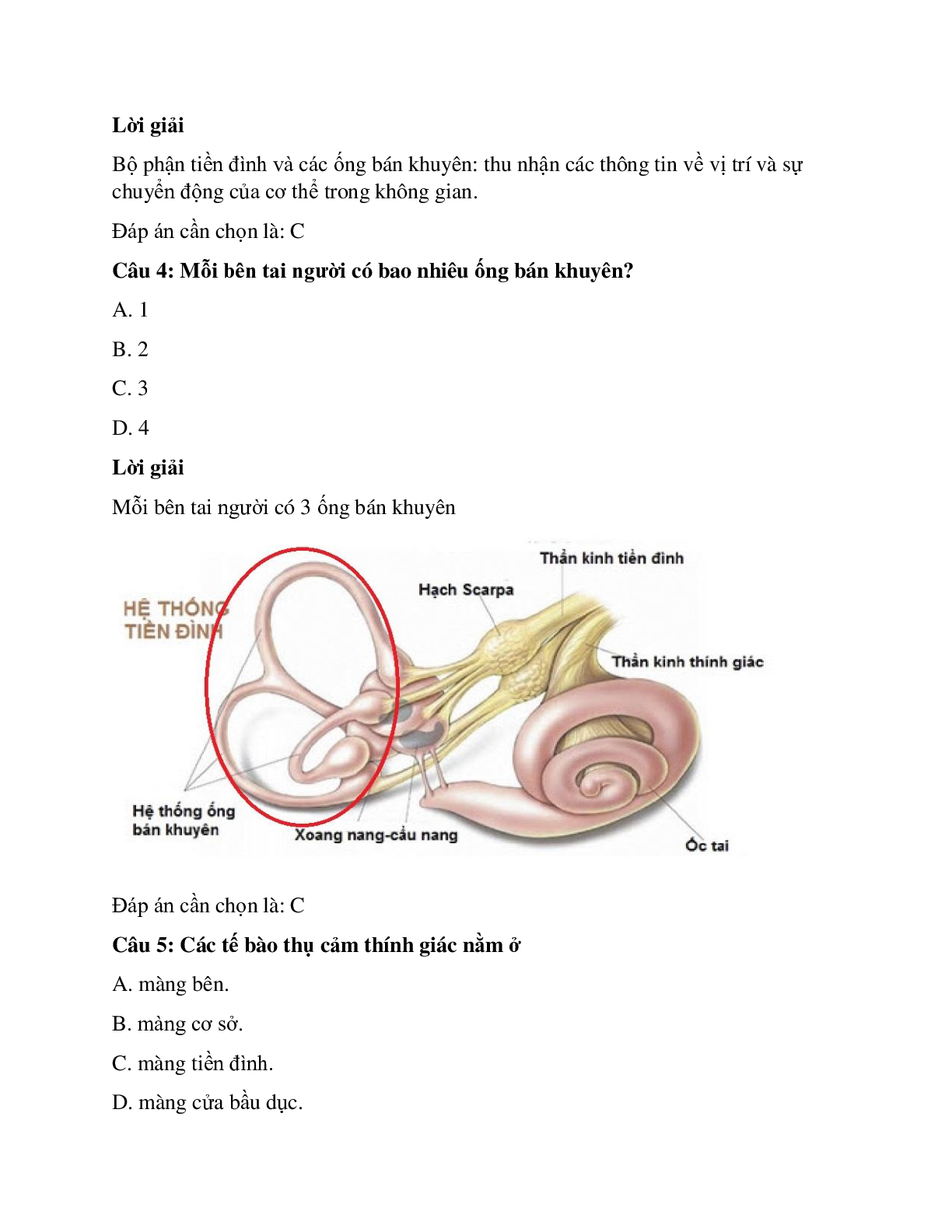 38 câu Trắc nghiệm Sinh học 8 Bài 51 có đáp án 2023: Cơ quan phân tích thính giác (trang 2)