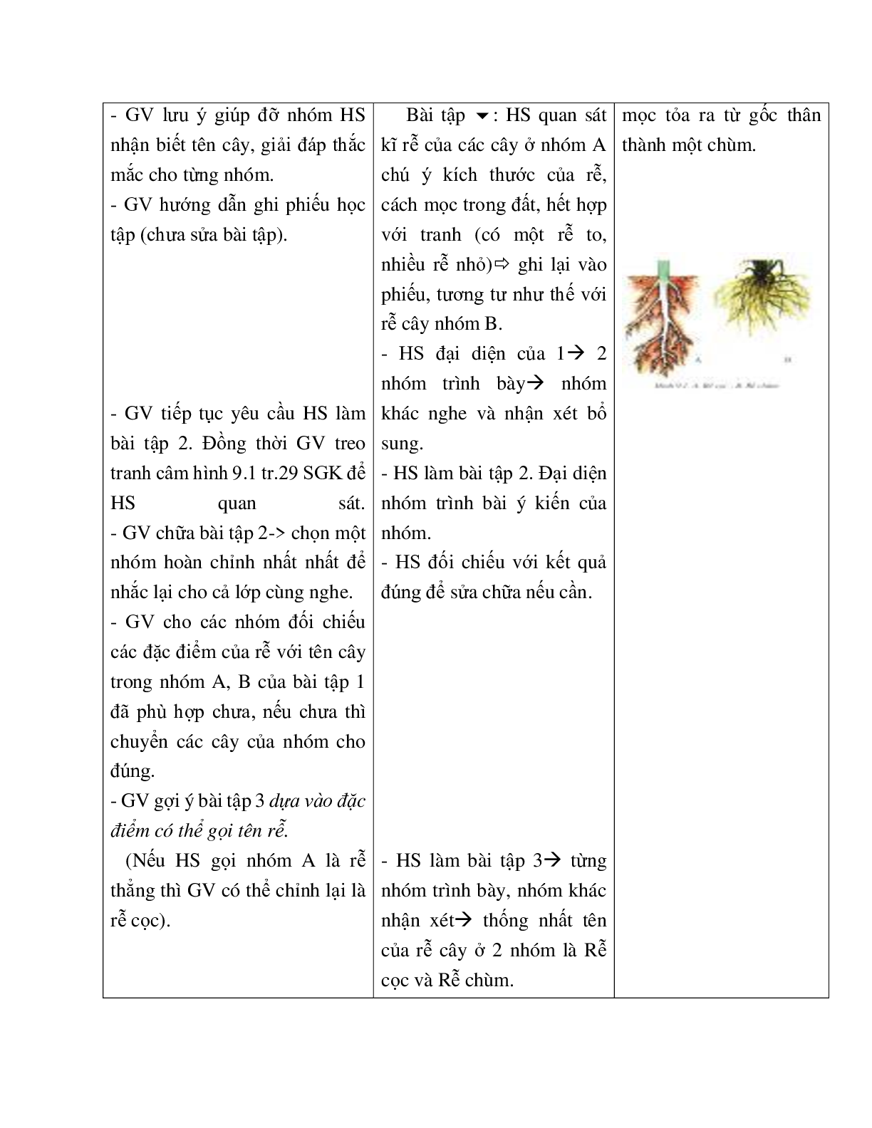 Giáo án Sinh học 6 Bài 9: Các loại rễ, các miền của rễ mới nhất - CV5555 (trang 3)