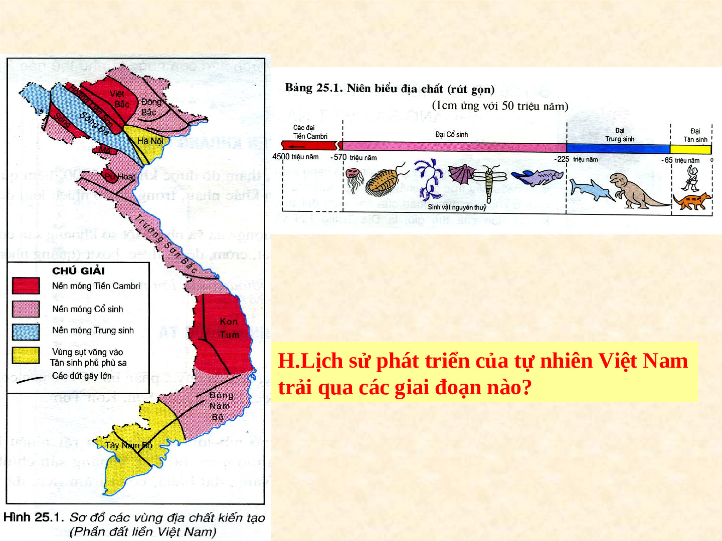 Giáo án Địa lí 8 Bài 25: Lịch sử phát triển của tự nhiên Việt Nam (trang 3)