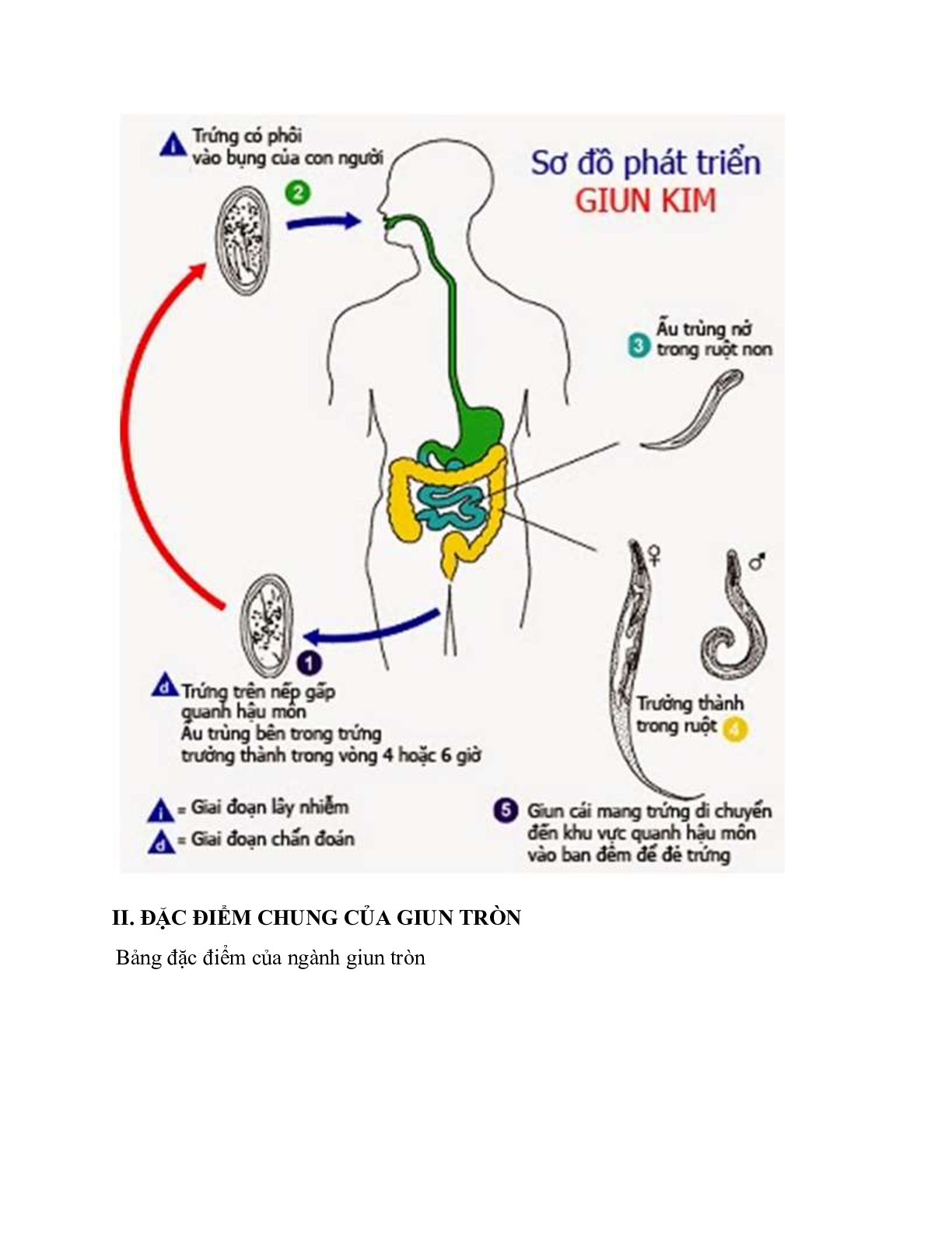 Sinh học 7 Bài 14 (Lý thuyết và trắc nghiệm): Một số giun tròn khác và đặc điểm chung của ngành Giun tròn (trang 2)