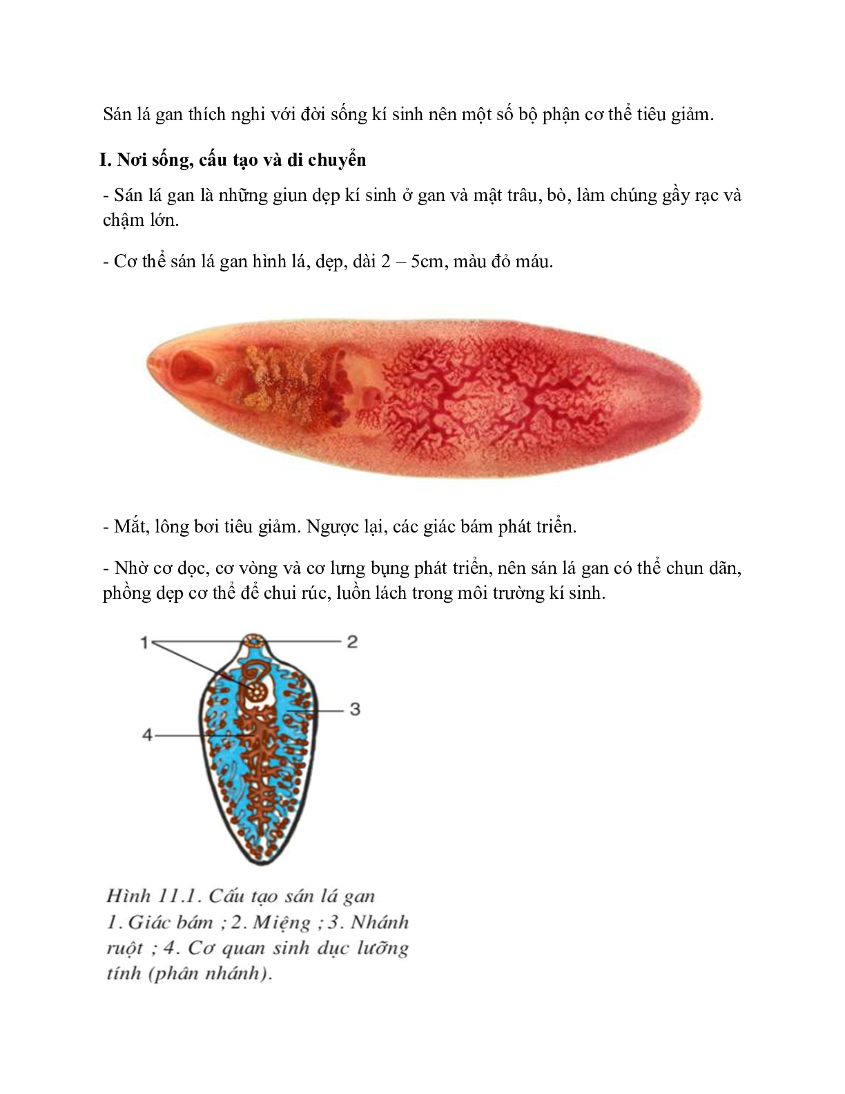 Sinh học 7 Bài 11 (Lý thuyết và trắc nghiệm): Sán lá gan (trang 2)