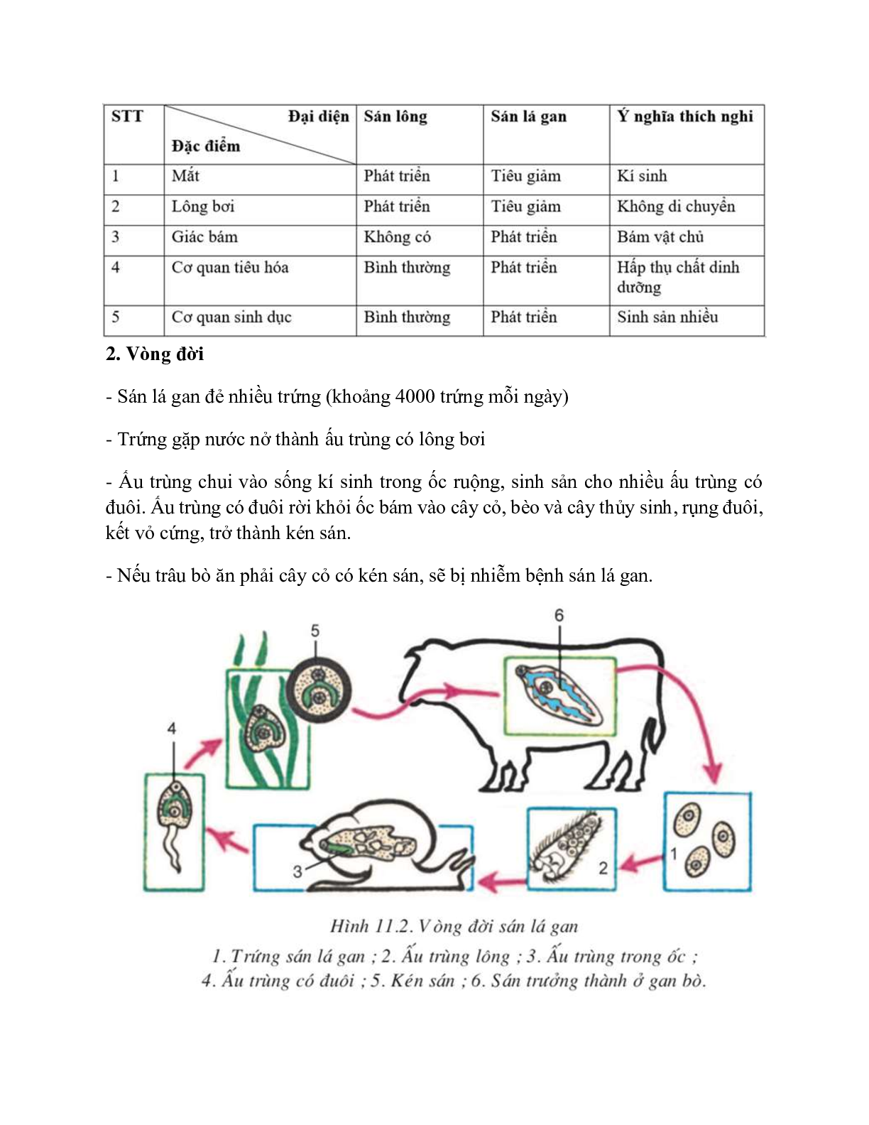 Sinh học 7 Bài 11 (Lý thuyết và trắc nghiệm): Sán lá gan (trang 4)