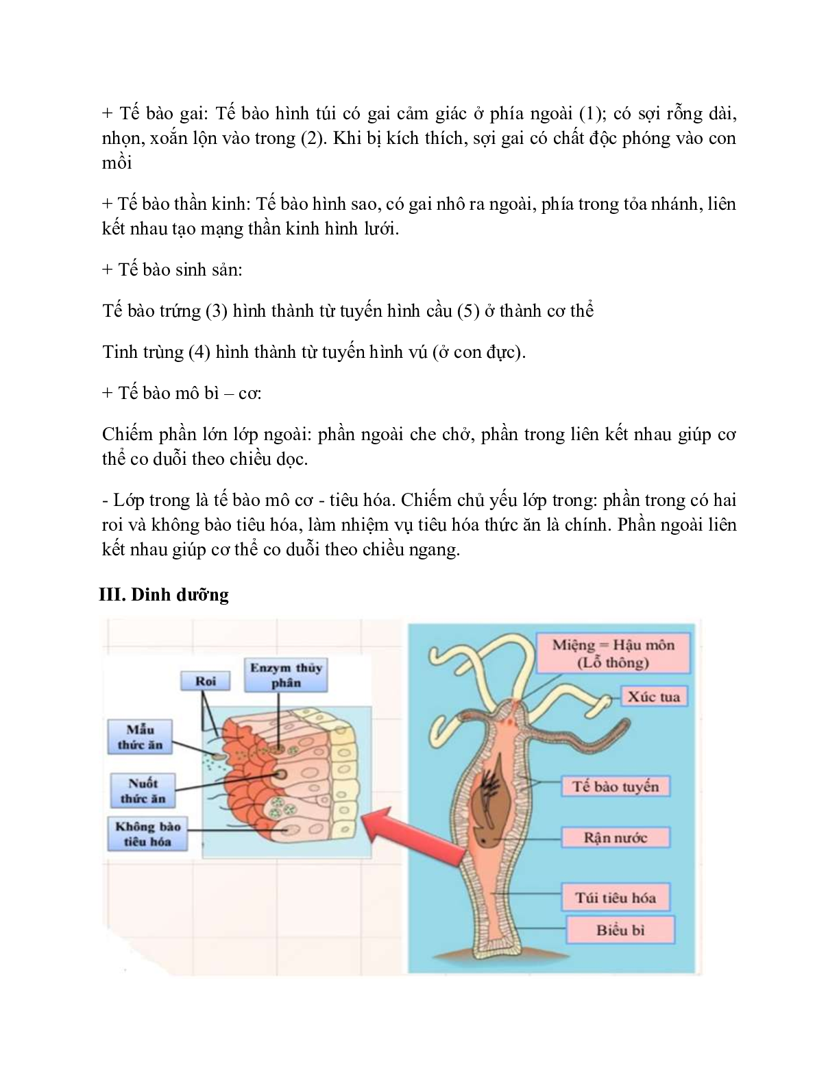 Sinh học 7 Bài 8 (Lý thuyết và trắc nghiệm): Thủy tức (trang 4)