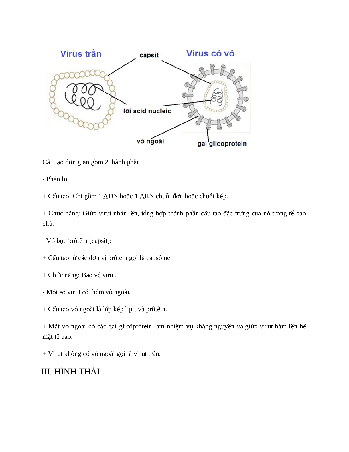 Sinh học 10 Bài 29 (Lý thuyết và trắc nghiệm): Cấu trúc của các loại virut (trang 2)