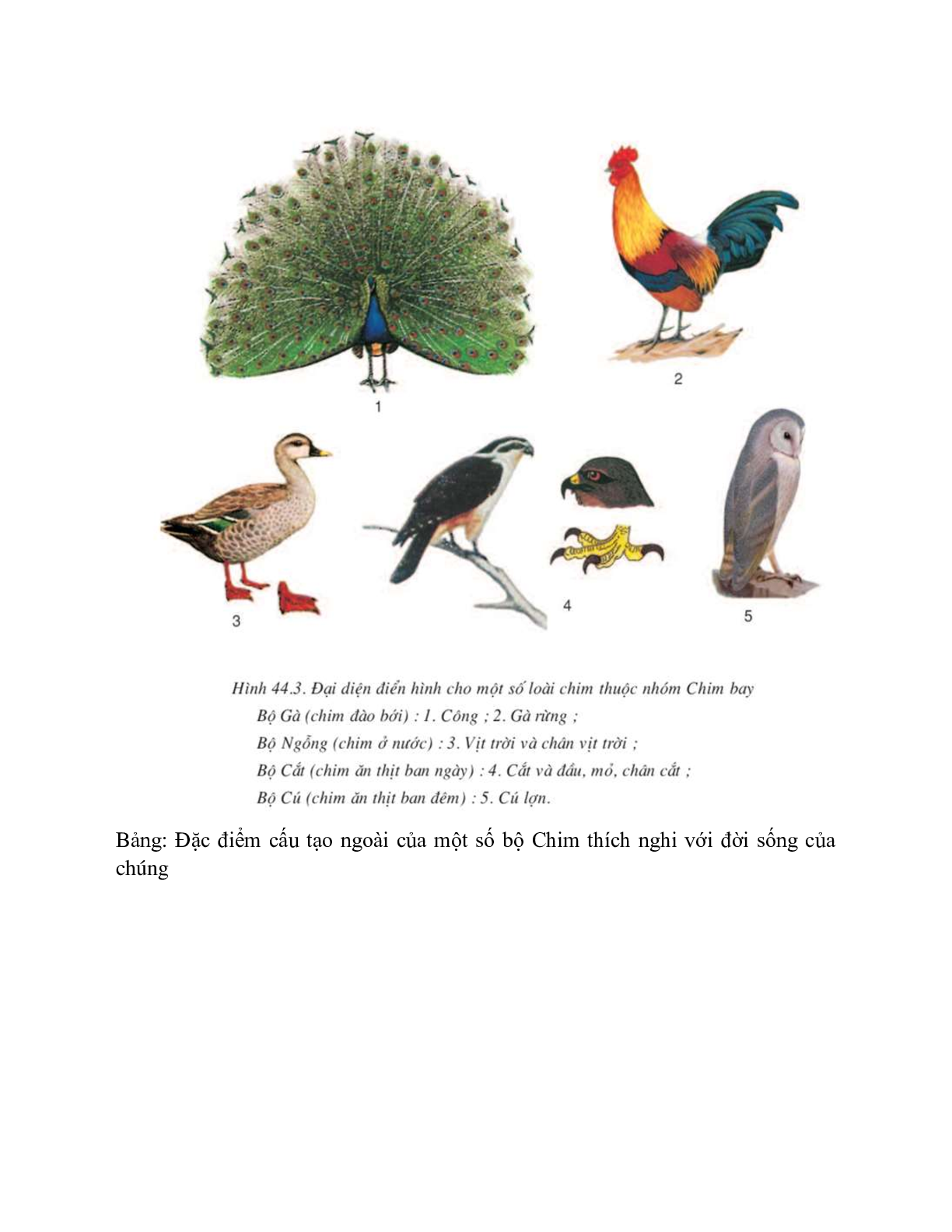 Sinh học 7 Bài 44 (Lý thuyết và trắc nghiệm): Đa dạng và đặc điểm chung của lớp chim (trang 3)