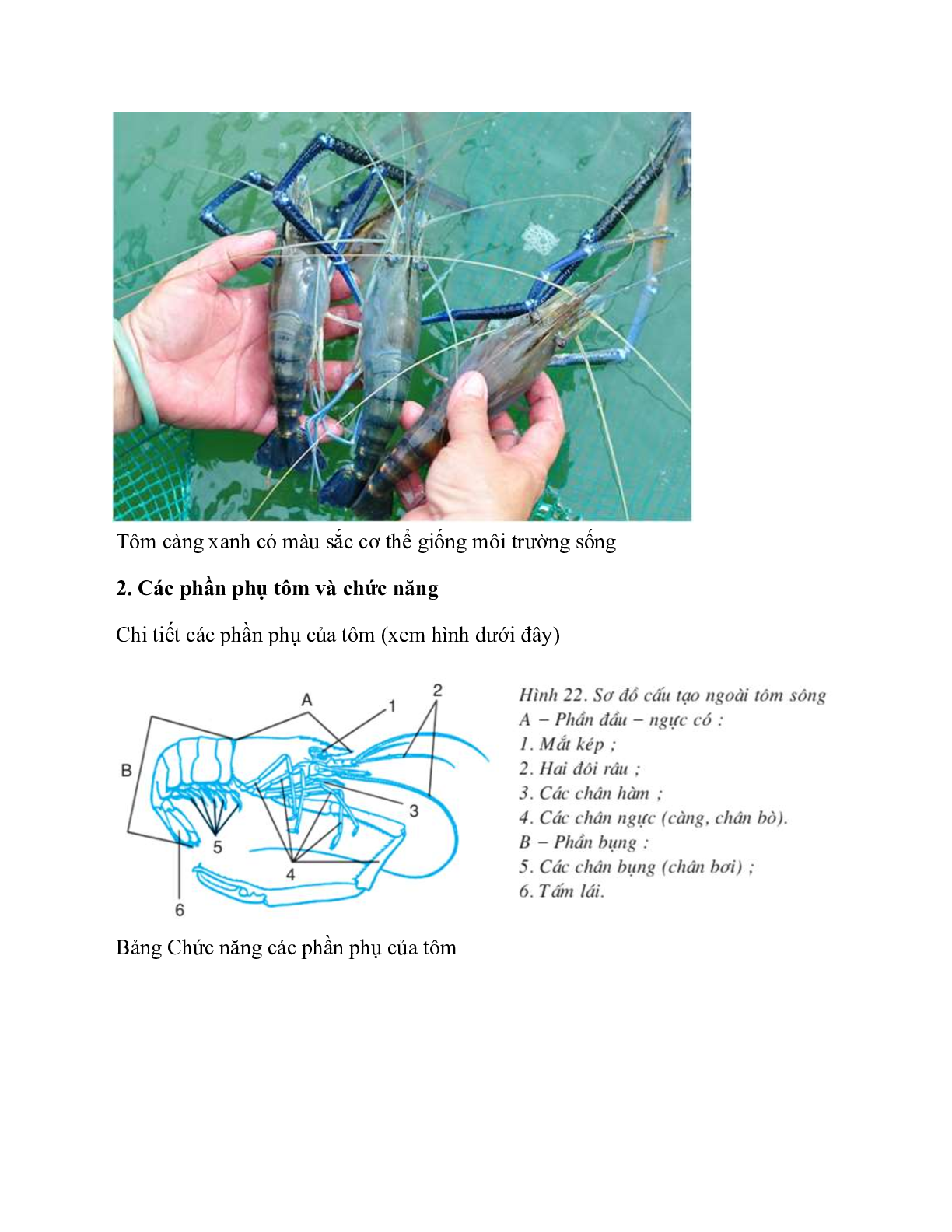 Sinh học 7 Bài 22 (Lý thuyết và trắc nghiệm): Tôm sông (trang 2)