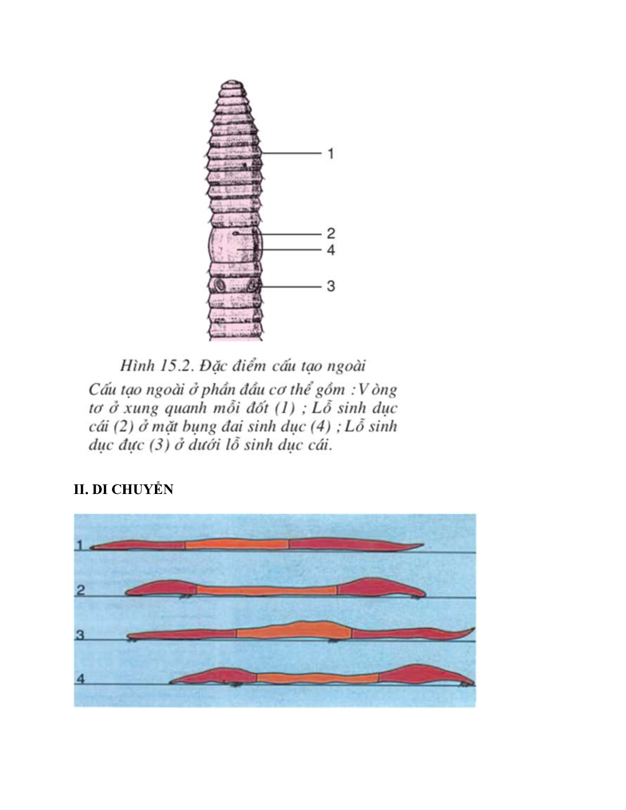 Sinh học 7 Bài 15 (Lý thuyết và trắc nghiệm): Giun đất (trang 3)