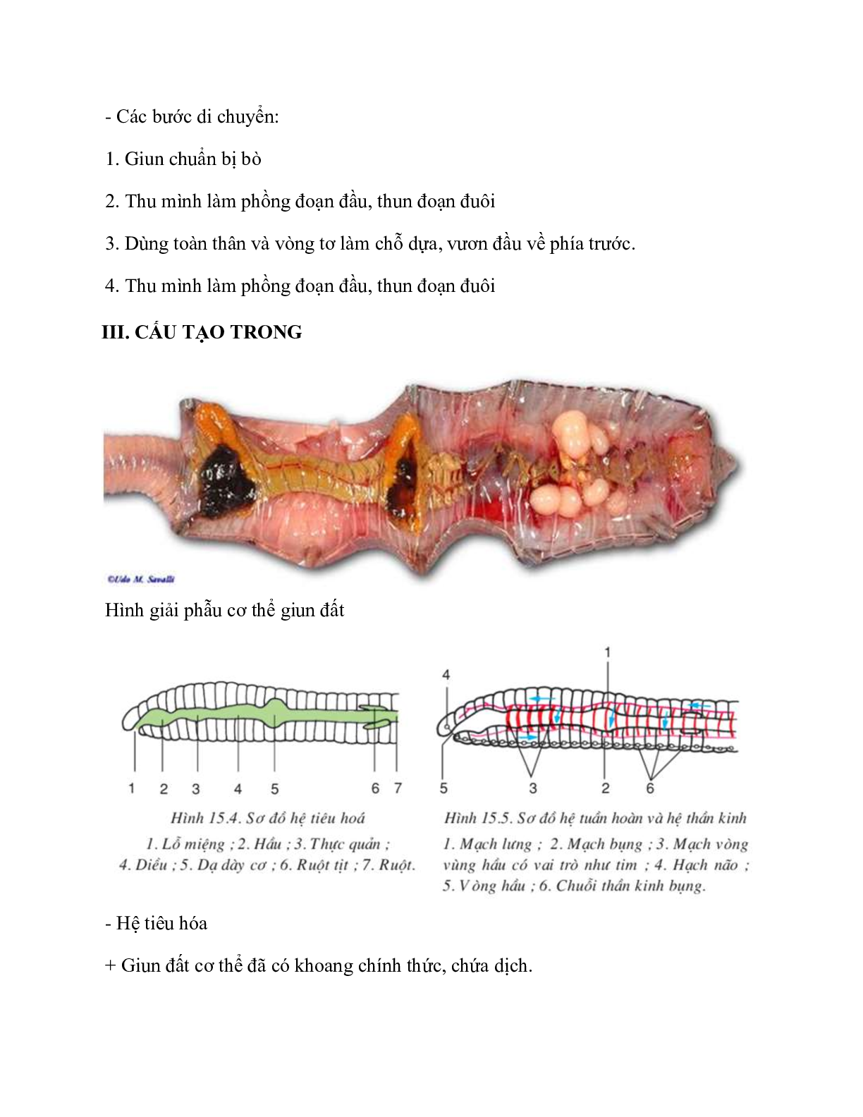 Sinh học 7 Bài 15 (Lý thuyết và trắc nghiệm): Giun đất (trang 4)