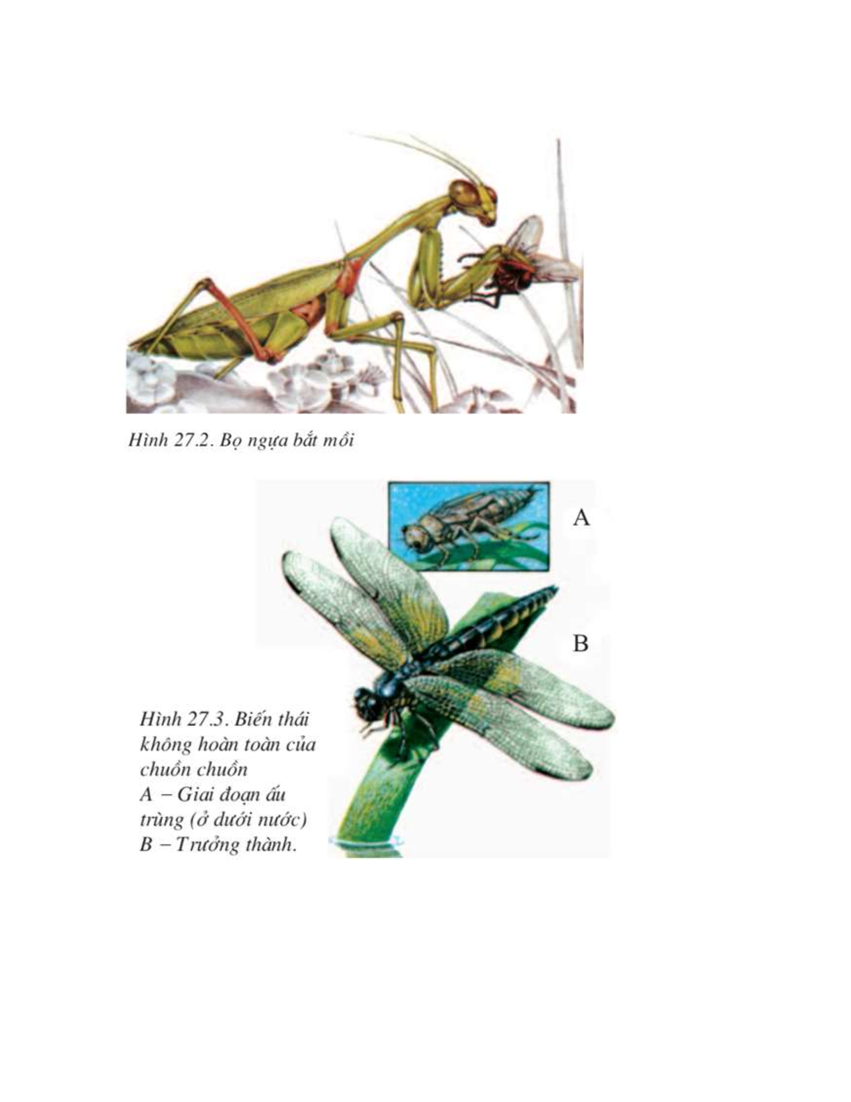 Sinh học 7 Bài 27 (Lý thuyết và trắc nghiệm): Đa dạng và đặc điểm chung của lớp Sâu bọ (trang 2)