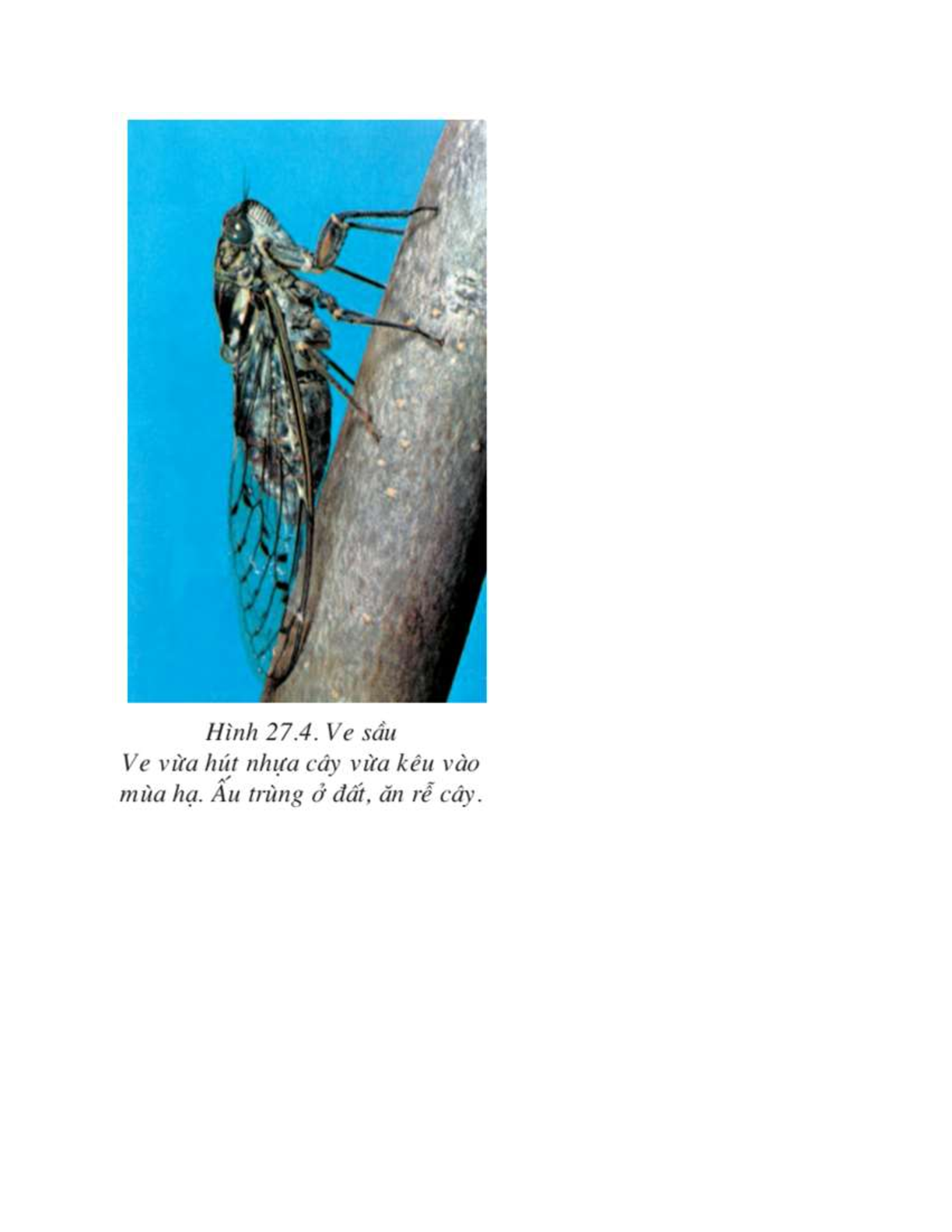 Sinh học 7 Bài 27 (Lý thuyết và trắc nghiệm): Đa dạng và đặc điểm chung của lớp Sâu bọ (trang 3)