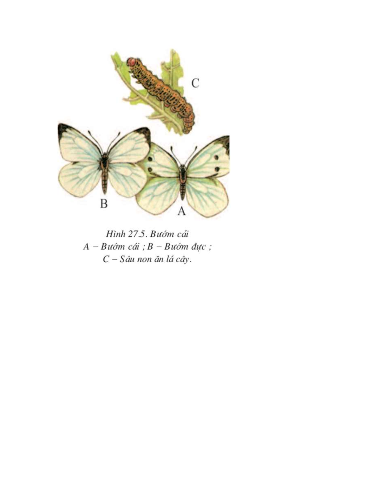 Sinh học 7 Bài 27 (Lý thuyết và trắc nghiệm): Đa dạng và đặc điểm chung của lớp Sâu bọ (trang 4)