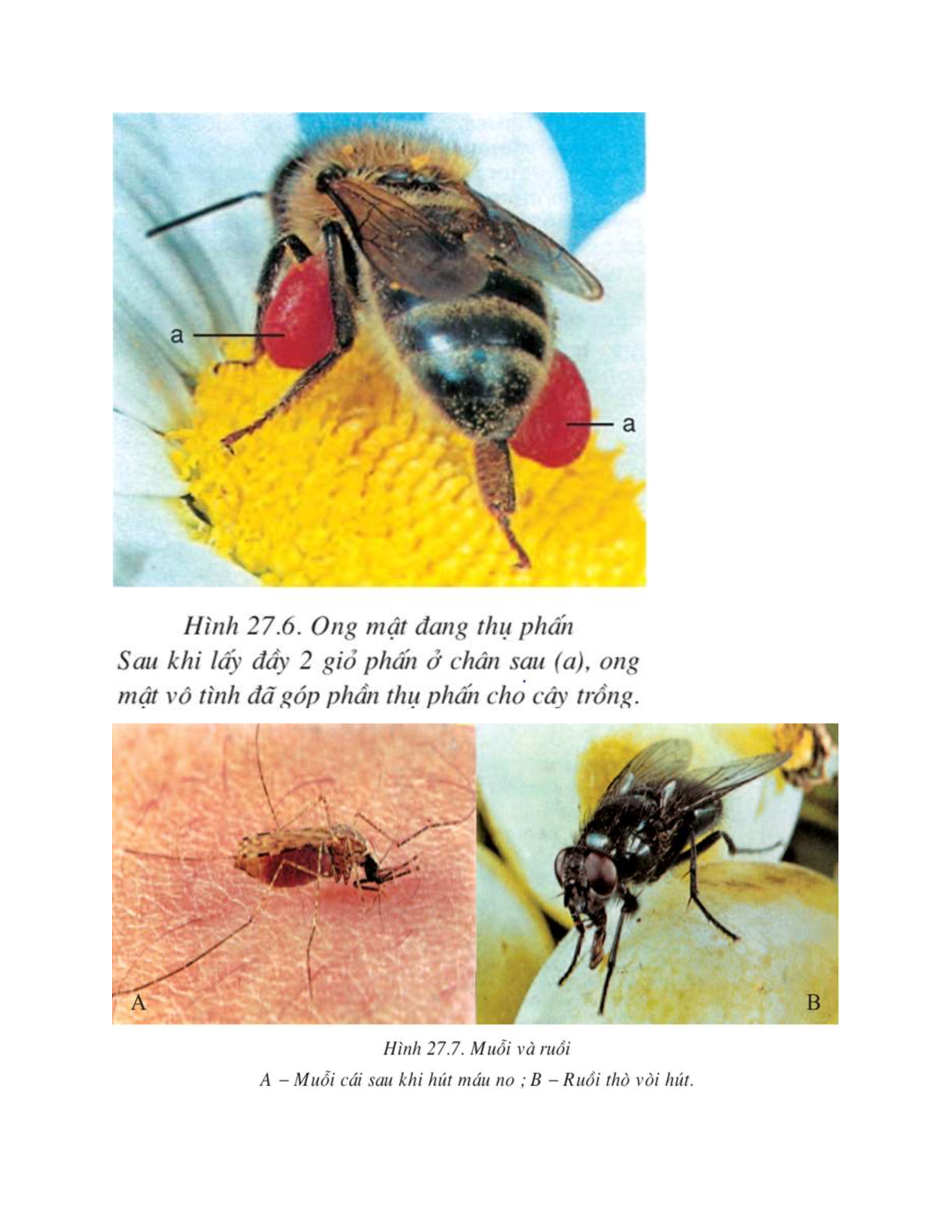 Sinh học 7 Bài 27 (Lý thuyết và trắc nghiệm): Đa dạng và đặc điểm chung của lớp Sâu bọ (trang 5)