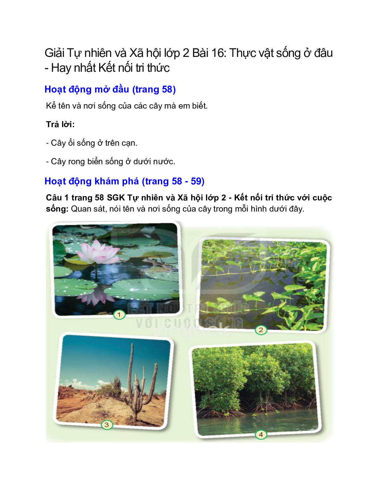 Giải SGK Tự nhiên và Xã hội lớp 2 trang 58, 59, 60, 61 Bài 16: Thực vật sống ở đâu – Kết nối tri thức (trang 1)