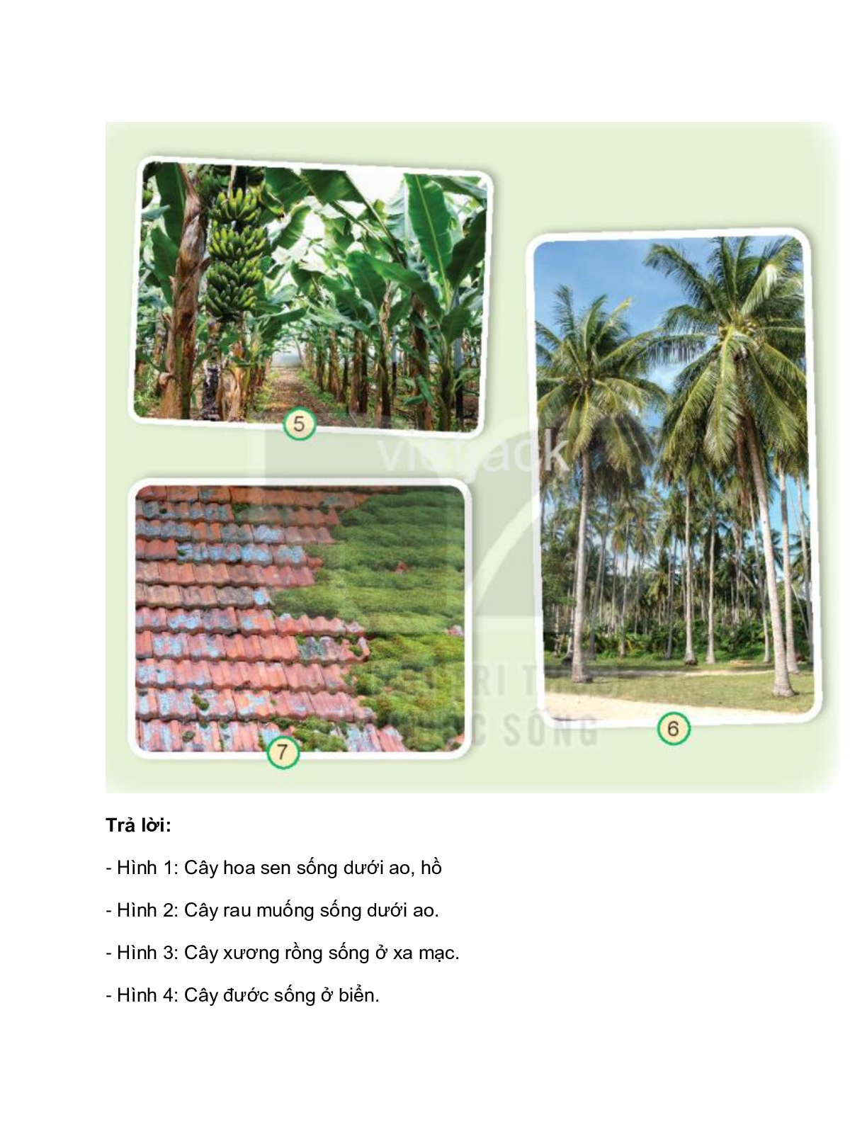 Giải SGK Tự nhiên và Xã hội lớp 2 trang 58, 59, 60, 61 Bài 16: Thực vật sống ở đâu – Kết nối tri thức (trang 2)