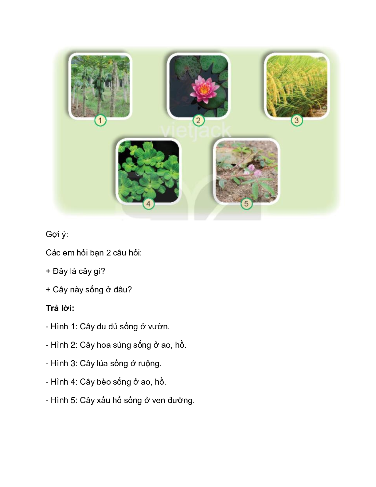 Giải SGK Tự nhiên và Xã hội lớp 2 trang 58, 59, 60, 61 Bài 16: Thực vật sống ở đâu – Kết nối tri thức (trang 5)