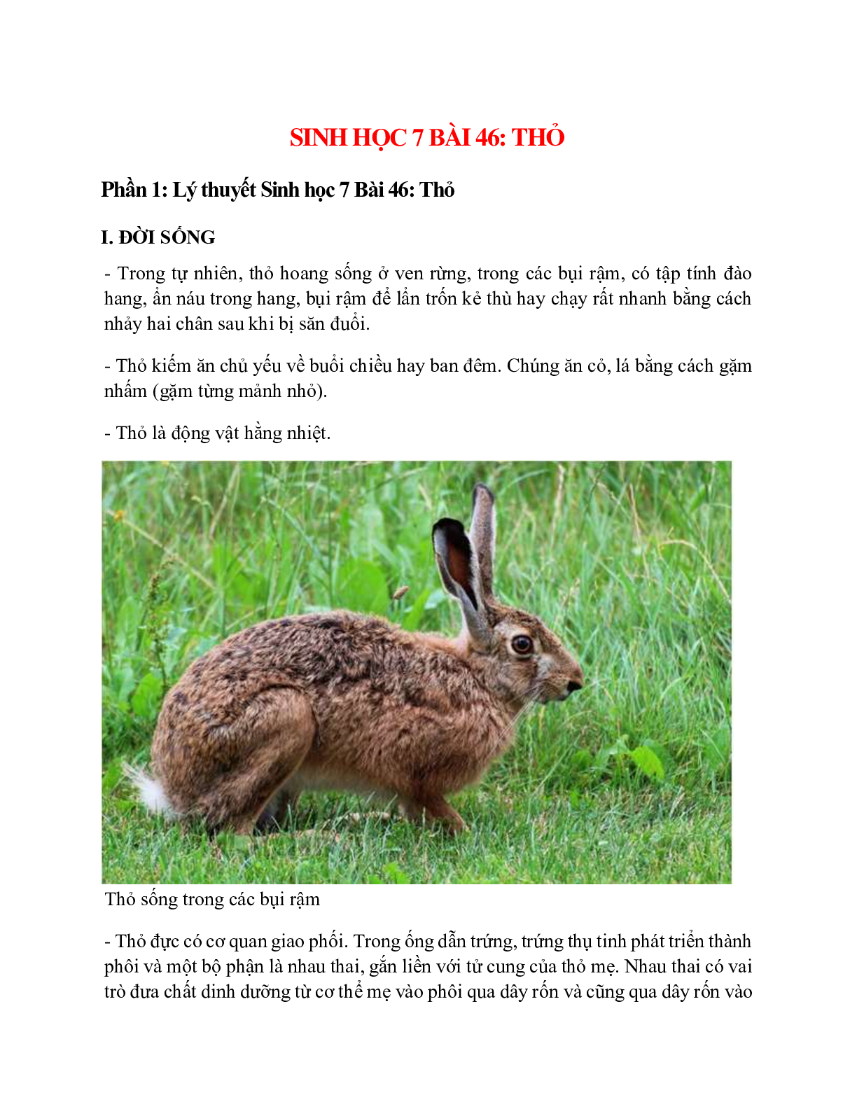 Sinh học 7 Bài 46 (Lý thuyết và trắc nghiệm): Thỏ (trang 1)